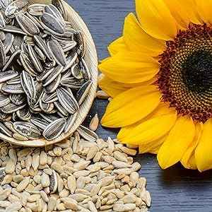 Raw Sunflower Seed Kernels | Non-GMO, Gluten-Free, 1 lb Bag