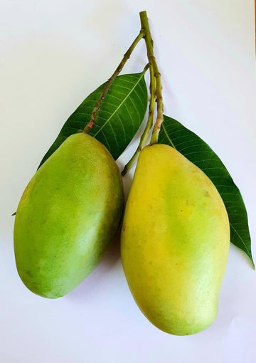 No Sugar Added Dried Mango Slices - Gluten Free & Non-GMO - 0